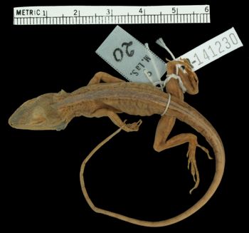 Media type: image;   Herpetology R-141230 Aspect: dorsal
